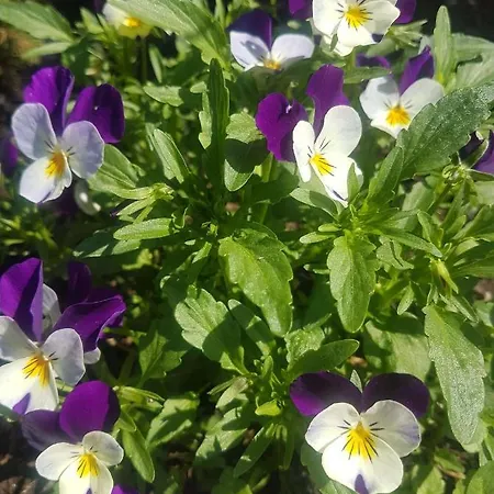 Lungoetz 3* Annaberg im Lammertal