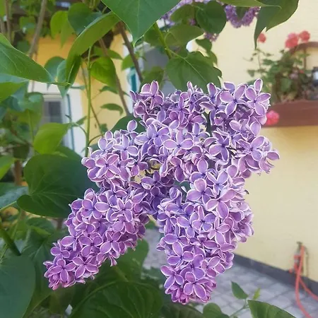 Lungoetz Annaberg im Lammertal