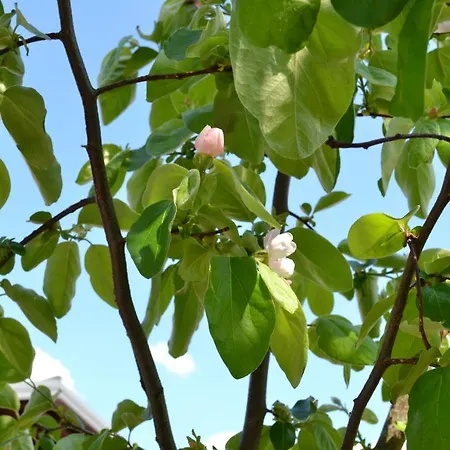 Aparthotel Lungoetz 3*